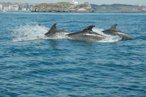 Delfines