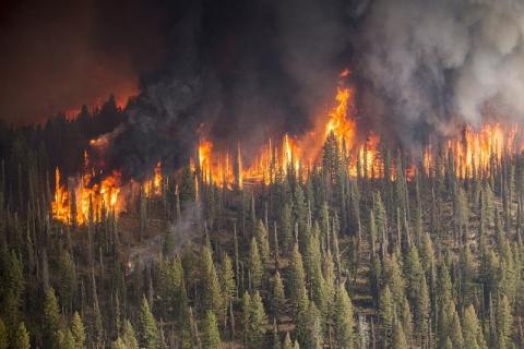 Arde Europa: Olas de calor, cambio climático y capitalismo