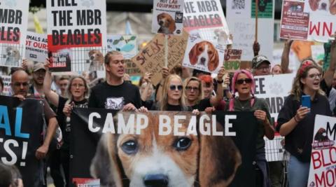 Entrevista con Camp Beagle: