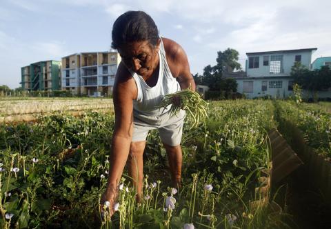 Cuba: ¿de una revolución agroecológica al cultivo de transgénicos?