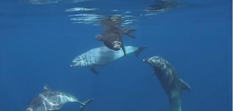 Nueva temporada de pesca, matanza de delfines en el golfo de Vizcaya