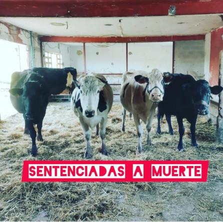 [Actualización] Resistencia activa en el refugio de animales «La Manada Cántabra» para impedir que se lleven las vacas al matadero