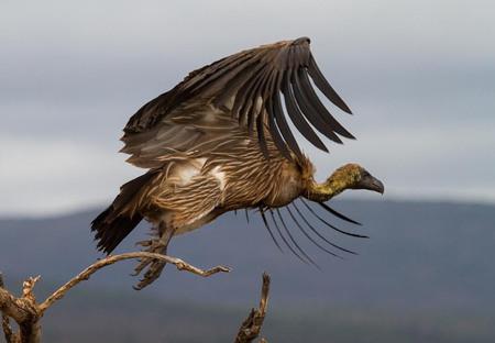 En solidaridad con la lucha Saharahui, El Pájaro Observador comienza su nueva temporada