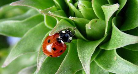 Diferencias entre agroecología y producción orgánica