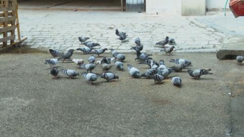 Palomas ¿Por qué tanto odio?