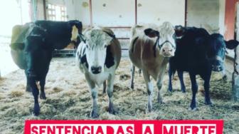 El refugio de animales «La Manada Cántabra» llama a una movilización por las vacas rescatadas